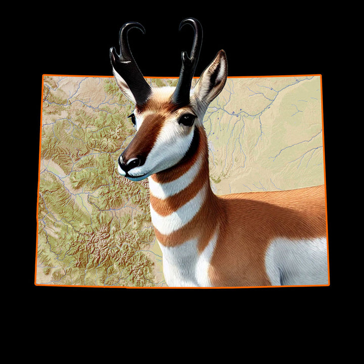 Colorado - Pronghorn